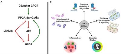 Inhibition of glycogen synthase kinase 3 by lithium, a mechanism in search of specificity